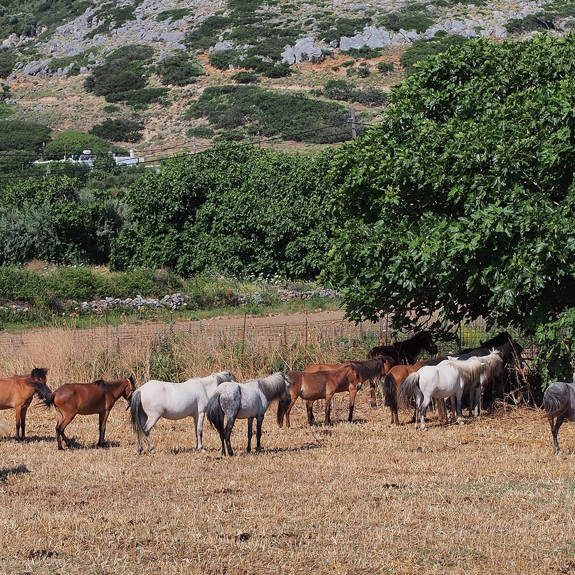 Skyros1 Visithotels.Gr