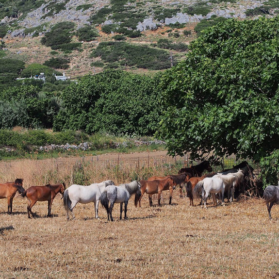 Skyros1 Visithotels.Gr